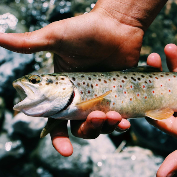 On Trout Fishing  The Lodge at Blue Lakes