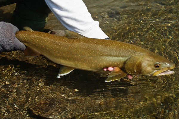 On Trout Fishing  The Lodge at Blue Lakes